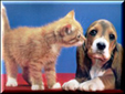 chien et chat